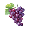 Grapeseed Oil icon