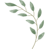 Eucalyptus Oil icon